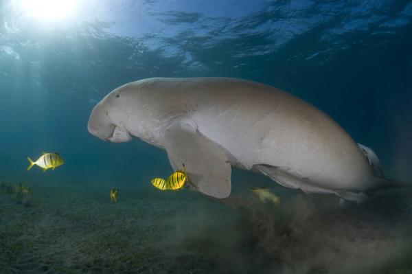 Zagrożone zwierzęta Wielkiej Rafy Koralowej - Dugong lub Dugong