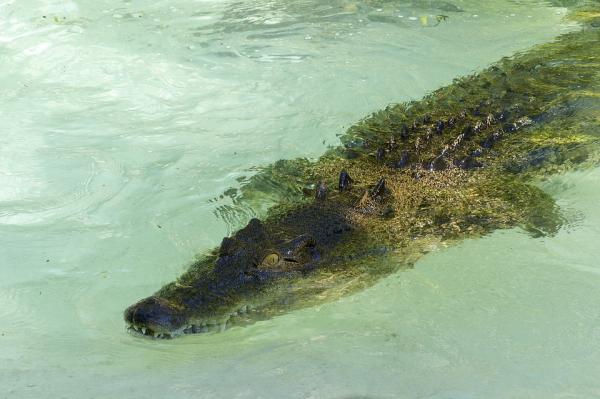 Zagrożone zwierzęta Wielkiej Rafy Koralowej - krokodyle słonowodne