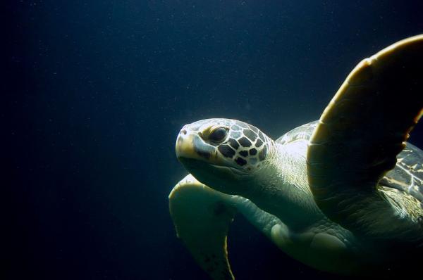 Zagrożone zwierzęta Wielkiej Rafy Koralowej — żółwie morskie