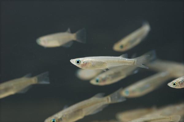 9 ryb do stawu zewnętrznego — małe ryby do tworzenia szkółek
