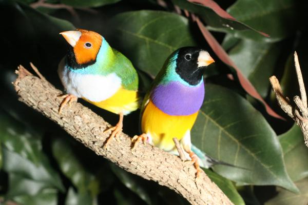 Najmniejsze ptaki tropikalne - 2. Dziwonia Gouldian