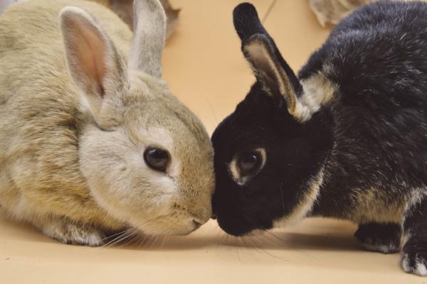 Dlaczego mój królik jest agresywny w stosunku do innych królików?  - Jak zaprezentować dwa króliki?