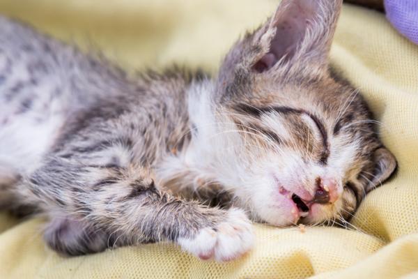 Robaki u kotów - objawy, przyczyny i leczenie - Robaki u małych kotów