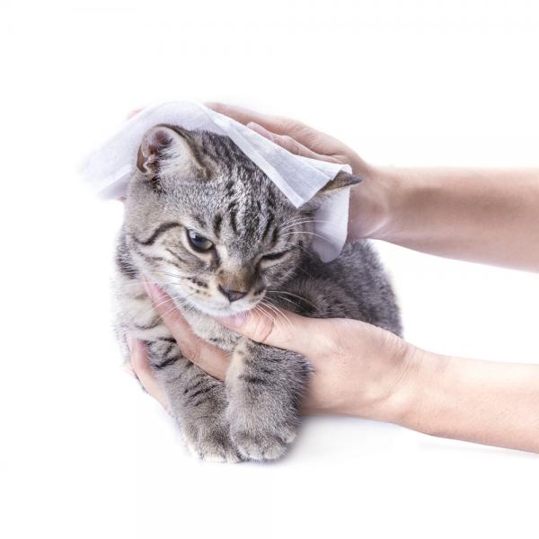 Opieka nad nowonarodzonymi kotami bez matki - Higiena kociąt