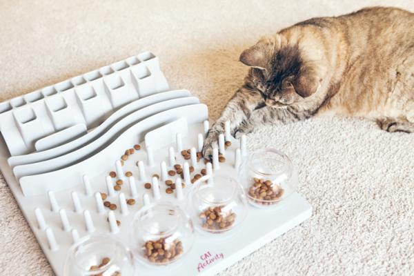 Karmniki dla kotów - rodzaje i jak wybrać najlepsze - Interaktywne karmniki dla kotów