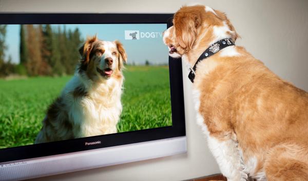 Czy psy mogą oglądać telewizję?  - Jak wyglądałby idealny telewizor dla psów?