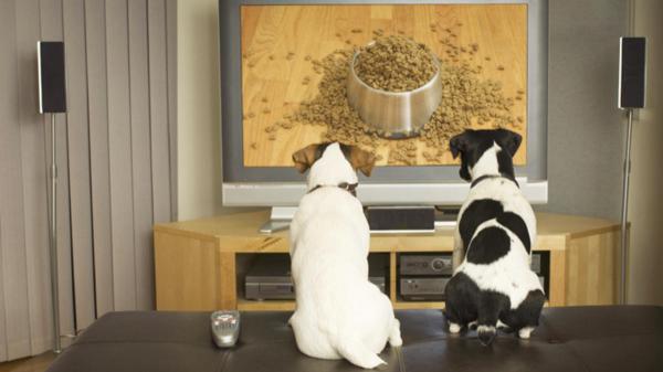 Czy psy mogą oglądać telewizję?  - Czy psy mogą oglądać telewizję? 