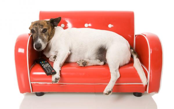 Czy psy mogą oglądać telewizję?  - Mity na temat wizji psów