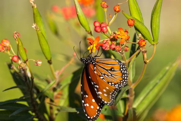 Czy motyl monarcha jest zagrożony wyginięciem?  - Motyl monarcha: działania mające na celu ochronę gatunku