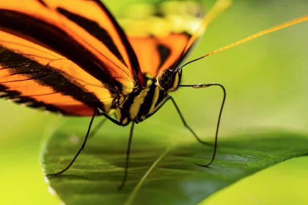 Czy motyl monarcha jest zagrożony wyginięciem?  - Charakterystyka motyla monarch