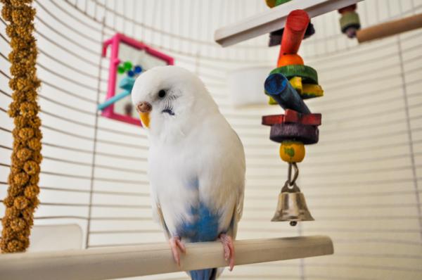 Najlepsze zabawki dla papużek - Siłownia dla papużek