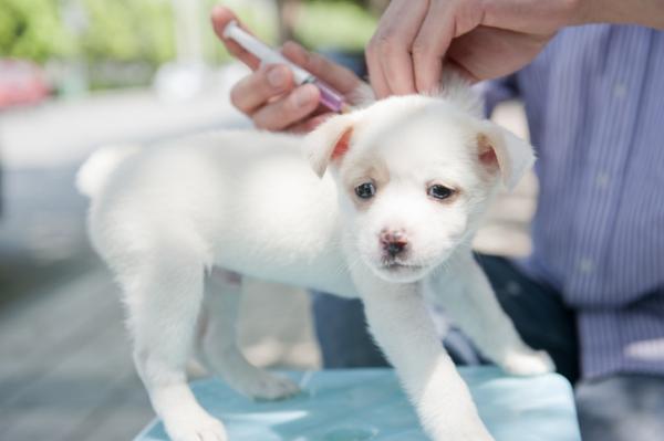 Czy zaszczepiony pies może zarazić się parwowirusem?  - Jak zapobiec zarażeniu zaszczepionego psa parwowirusem?