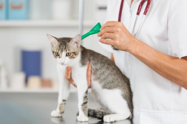 Myiasis u kotów - Leczenie i środki domowe - Czy można zapobiegać muszycy u kotów?