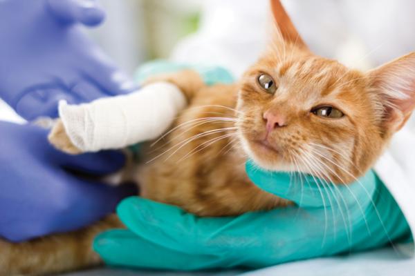 Myiasis u kotów - Leczenie i środki domowe - Jak leczyć rany robakami u kotów?  - Leczenie muszycy