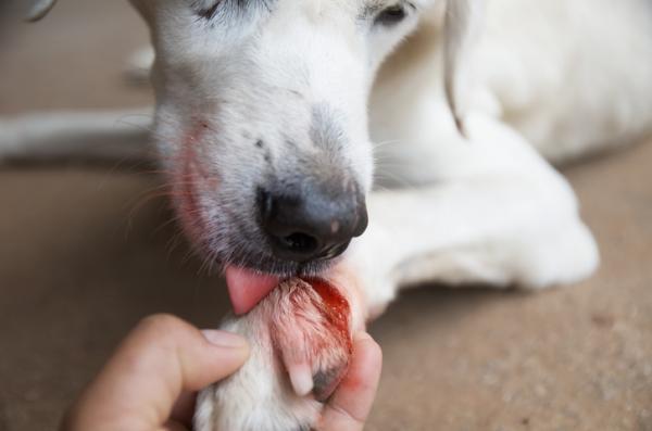 Zapalenie kości i szpiku u psów - objawy i leczenie - przyczyny zapalenia kości i szpiku u psów