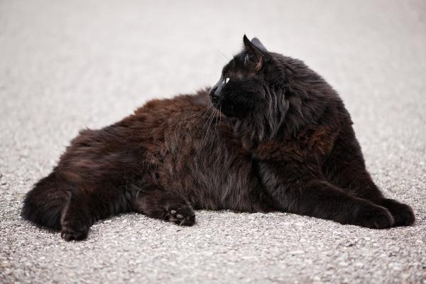 Imiona dla czarnych kotów - O czym należy pamiętać przed wyborem imienia dla czarnego kota