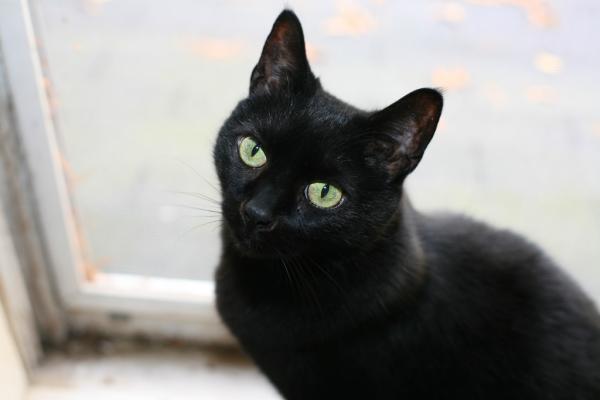 Imiona dla czarnych kotów - Imiona dla czarnych kotów