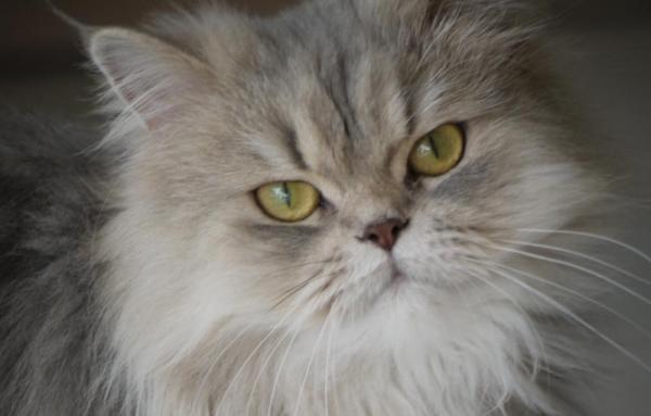 Najbardziej czułe rasy kotów - kot perski
