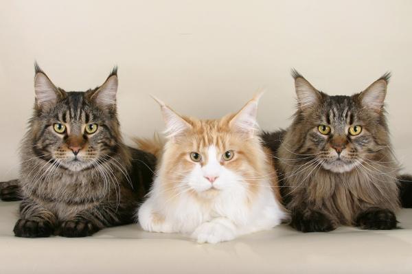 Najbardziej czułe rasy kotów - Kot Maine Coon