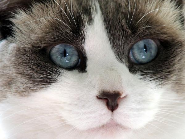 Najbardziej czułe rasy kotów - Ragdoll Cat