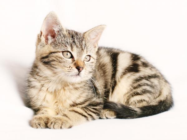 Najbardziej czułe rasy kotów — pospolity kot