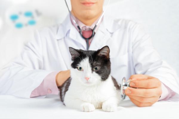 Piometra u kotów - Objawy i leczenie - Leczenie pyometra