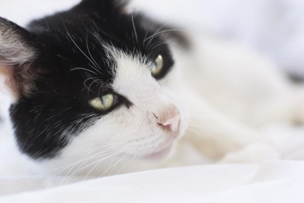 Pyometra u kotów - Objawy i leczenie - Zapobieganie 