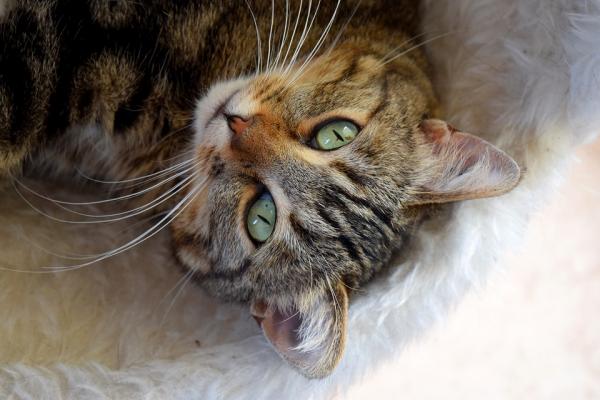 Piometra u kotów - Objawy i leczenie - Co to jest pyometra?