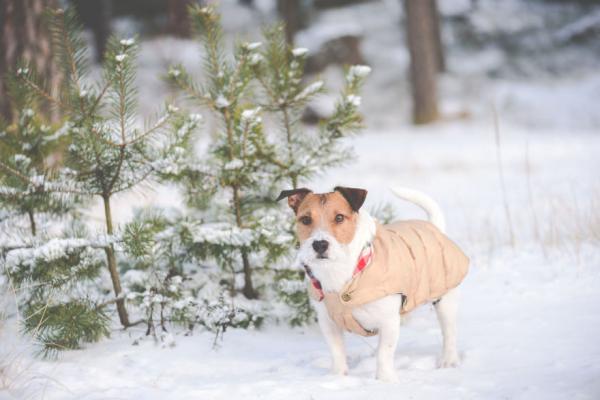 Jak opiekować się psem zimą?  - Czy trzeba chronić organizm przed zimnem?
