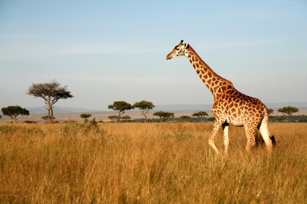 Dlaczego żyrafa jest zagrożona wyginięciem?  - Ile żyraf zostało na świecie?