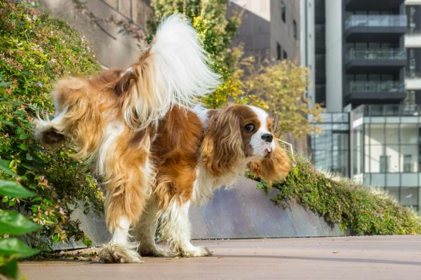 Uczenie dorosłego psa załatwiania się na ulicy - Dlaczego dorosły pies oddaje mocz w domu?