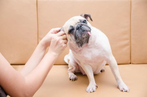 Dlaczego uszy mojego psa brzydko pachną?  - Nieodpowiednia higiena, główna przyczyna nieprzyjemnego zapachu w uszach psa