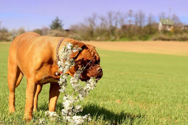 Sztuczki zapobiegające zjadaniu roślin przez mojego psa - Dlaczego gryzą rośliny? 