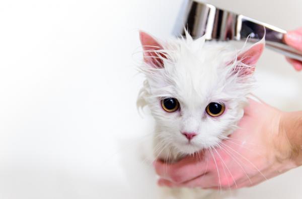Czy mogę kąpać kota szamponem?  - Jaka powinna być łazienka kota?