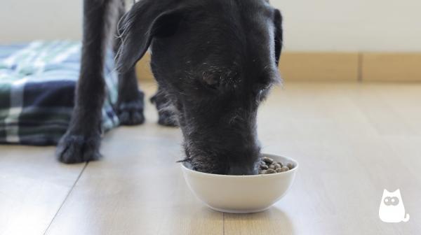Myślę dla psów z nietolerancją pokarmową - Jak wybrać najlepszy?  - Zalety wyboru wysokiej jakości karmy dla psów z nietolerancją pokarmową