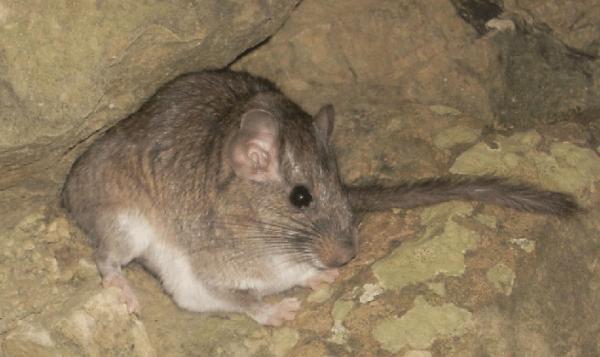 10 najbardziej zagrożonych zwierząt w Boliwii - boliwijski szczur szynszylowy 