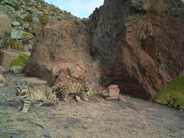 10 najbardziej zagrożonych zwierząt w Boliwii - kot andyjski
