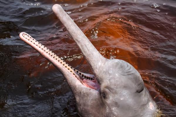 10 najbardziej zagrożonych zwierząt w Boliwii - boliwijski delfin 