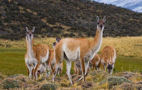 10 najbardziej zagrożonych zwierząt w Boliwii - Guanaco 