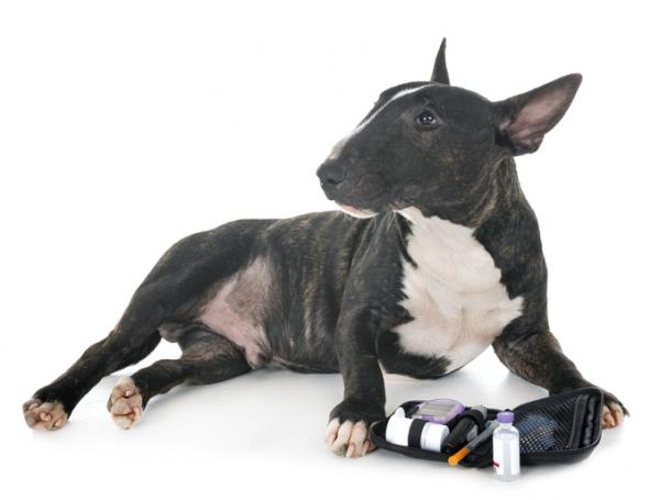 Insulina dla psów - Dawkowanie, rodzaje i cena - Dawkowanie insuliny dla psów