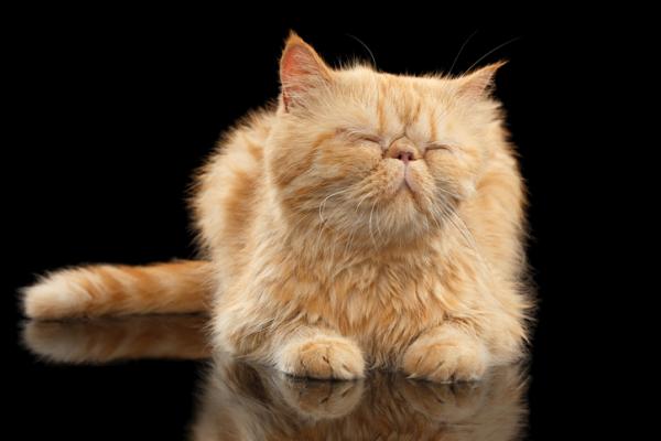 Dlaczego mojemu kotu nie rośnie sierść?  - Dlaczego mojemu perskiemu kotu nie rośnie sierść?