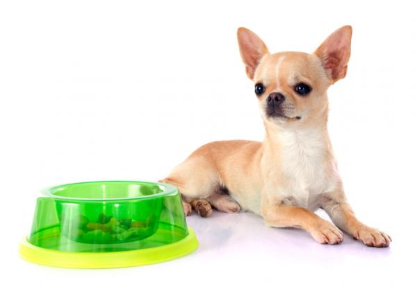 Ilość jedzenia dla Chihuahua - Od czego będzie zależeć ilość jedzenia
