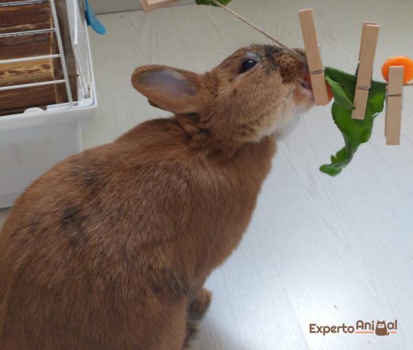 Domowe zabawki dla królików - Zabawka do żucia dla królików