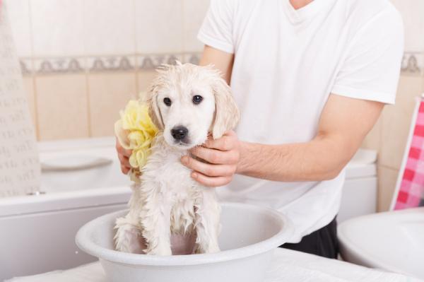 Jak wyczyścić psa bez kąpieli?  - Nie używaj tych metod do utrzymania higieny swojego psa