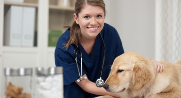 Witaminy na psie stawy - Uważaj na objawy choroby stawów