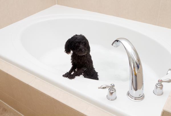 Domowy szampon dla psów alergicznych - Znaczenie płukania i suszenia