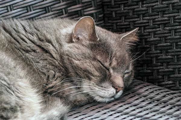 Kompletny przewodnik dotyczący opieki nad starszymi kotami — opieka nad starszym kotem w domu