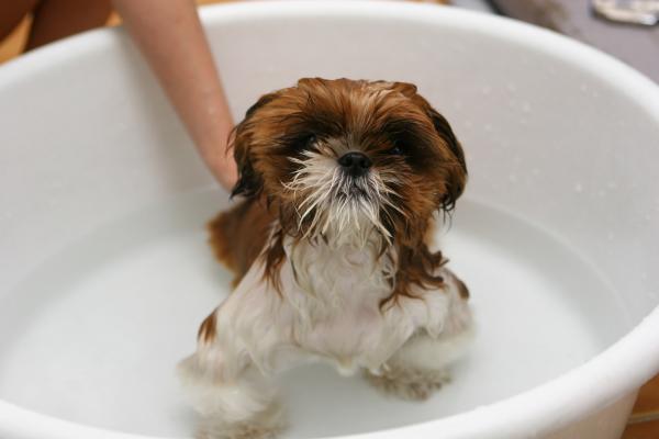 Czy woda morska jest dobra dla skóry psów?  - Kąpiele morskie dla psów w domu
