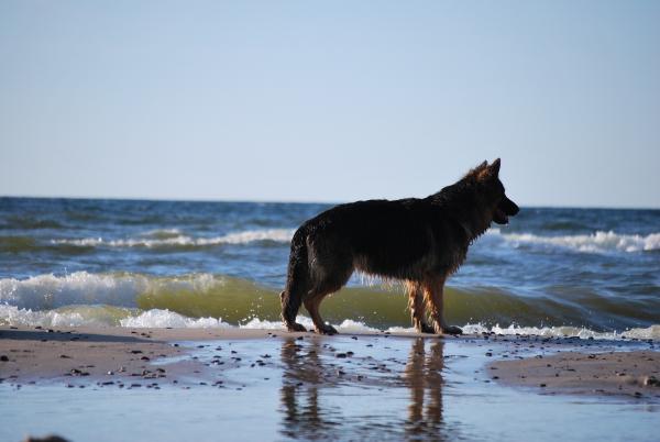 Czy woda morska jest dobra dla skóry psów?  - Korzyści płynące z wody morskiej dla skóry psów