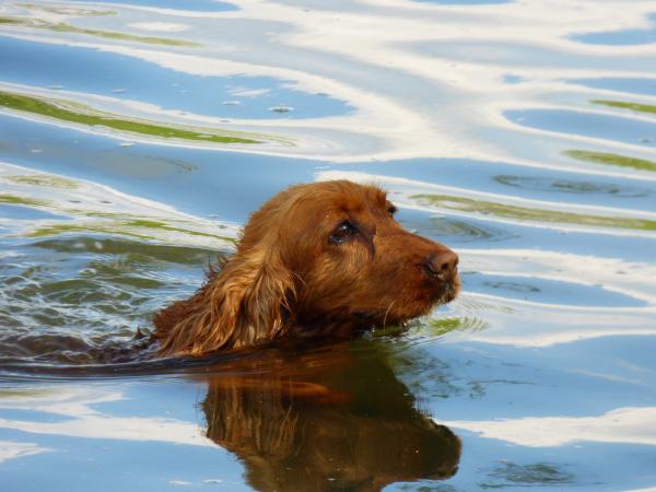 Czy woda morska jest dobra dla skóry psów?  - Woda morska na świerzb u psów